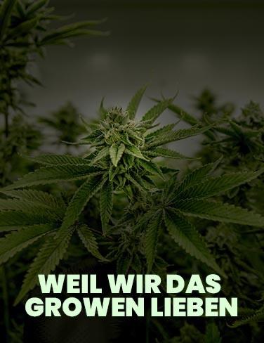 Seed Supplier