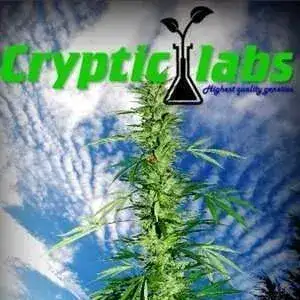Cryptic Labs