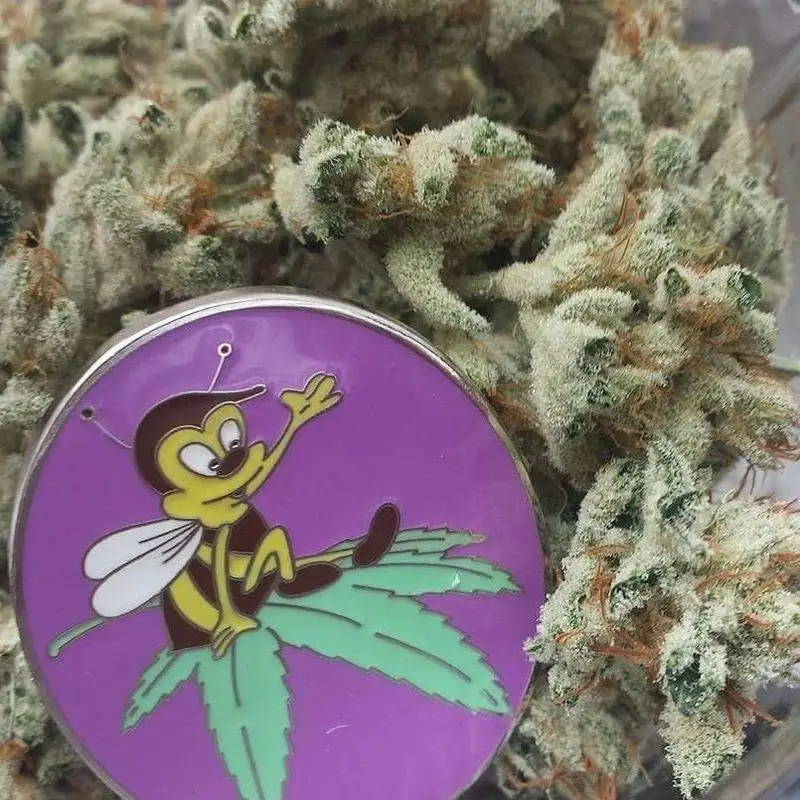 Pollen Nation Elite Genetics