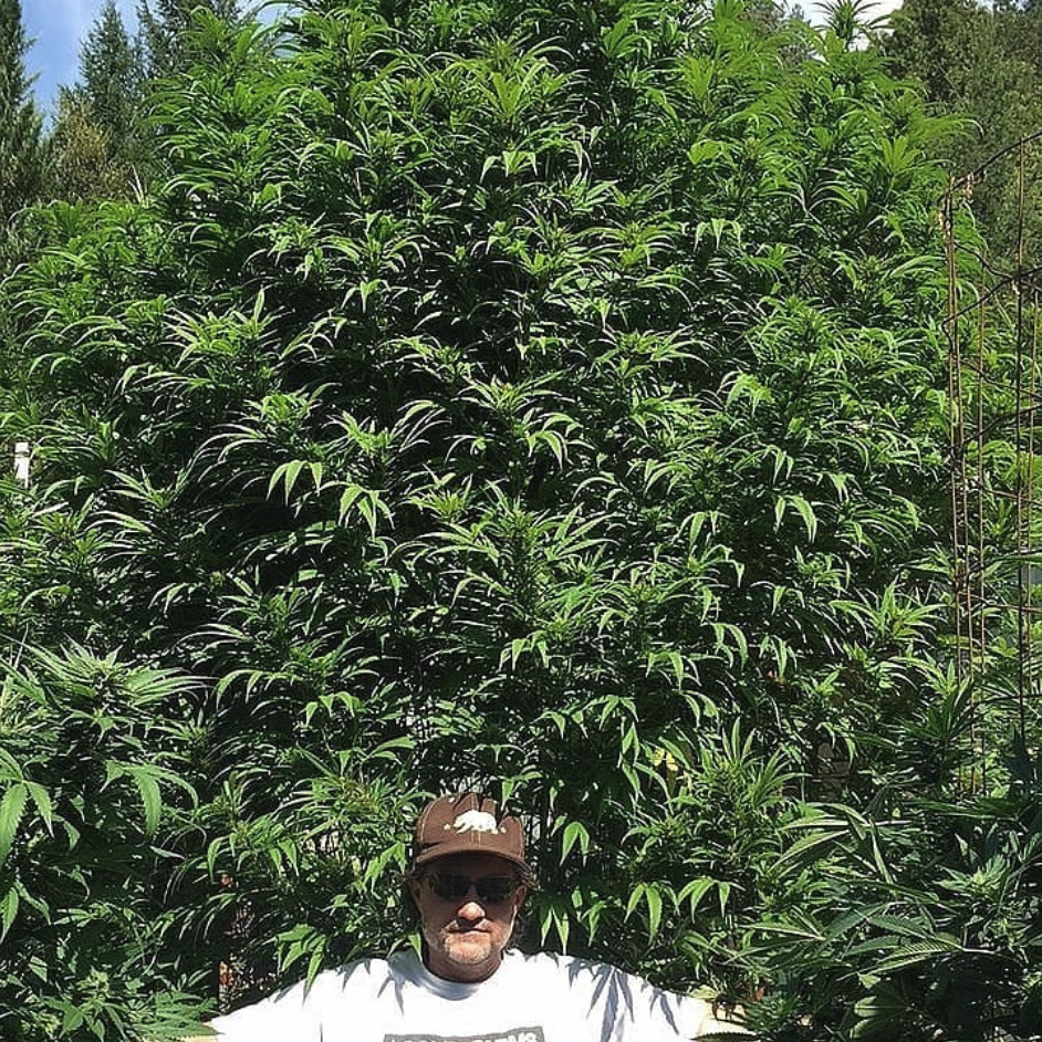 Loompa Farms