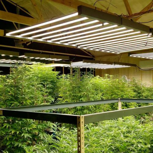 Active Grow