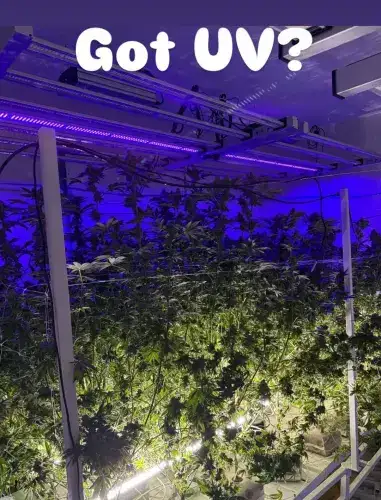 Mammoth Lighting