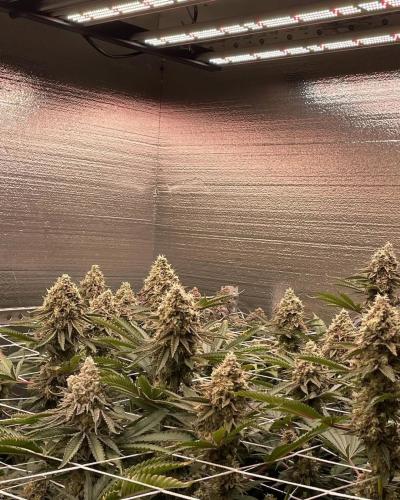Grand Master LEDs