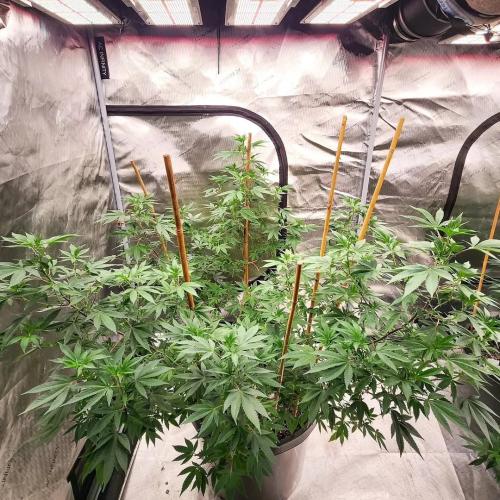 Grand Master LEDs