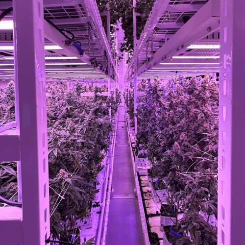 Adaptiiv Grow Technologies