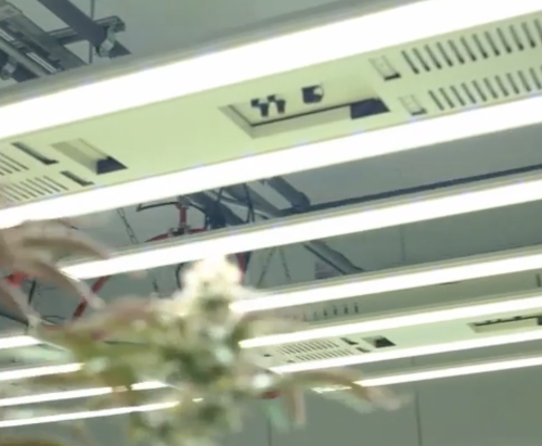 Adaptiiv Grow Technologies