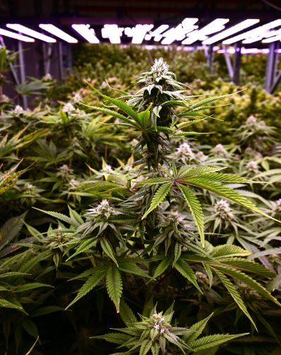Agro Lighting