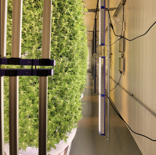 Rayonled Grow Lights