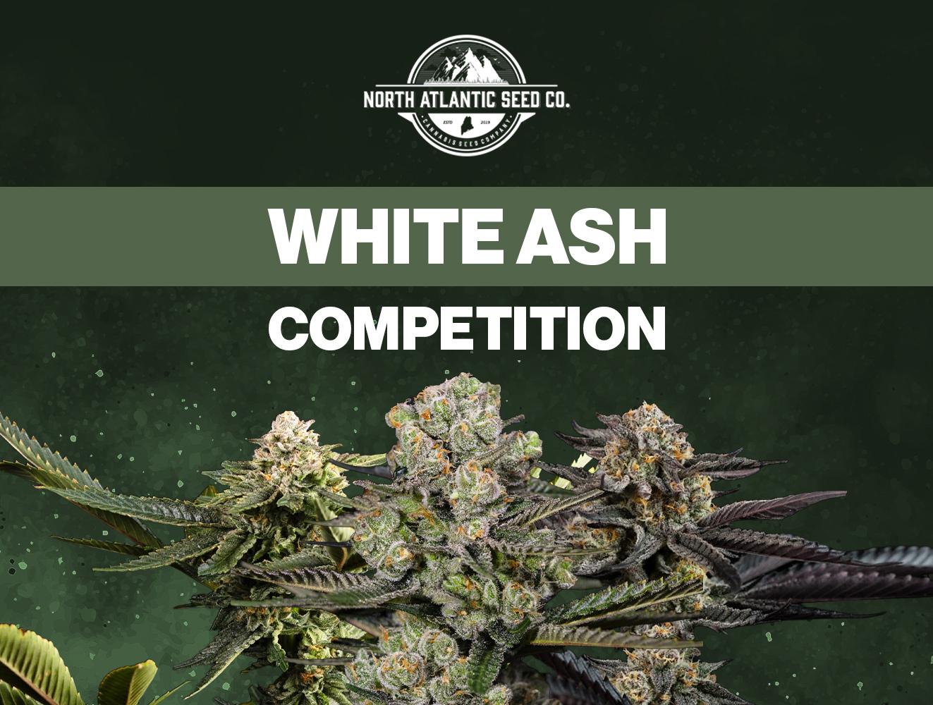 White Ash Contest 2026