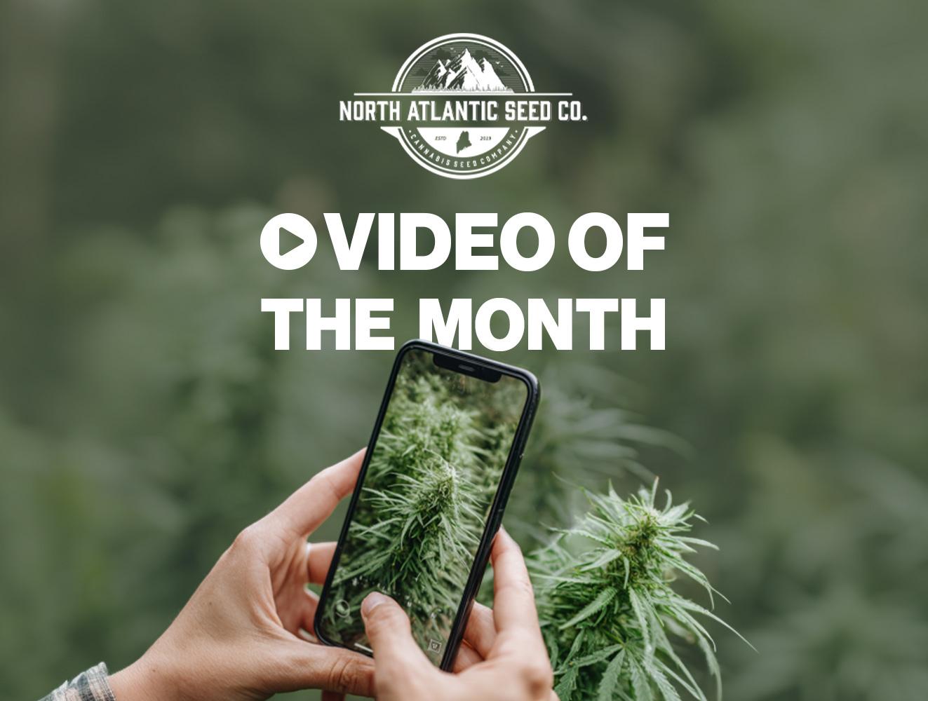 Video of the Month