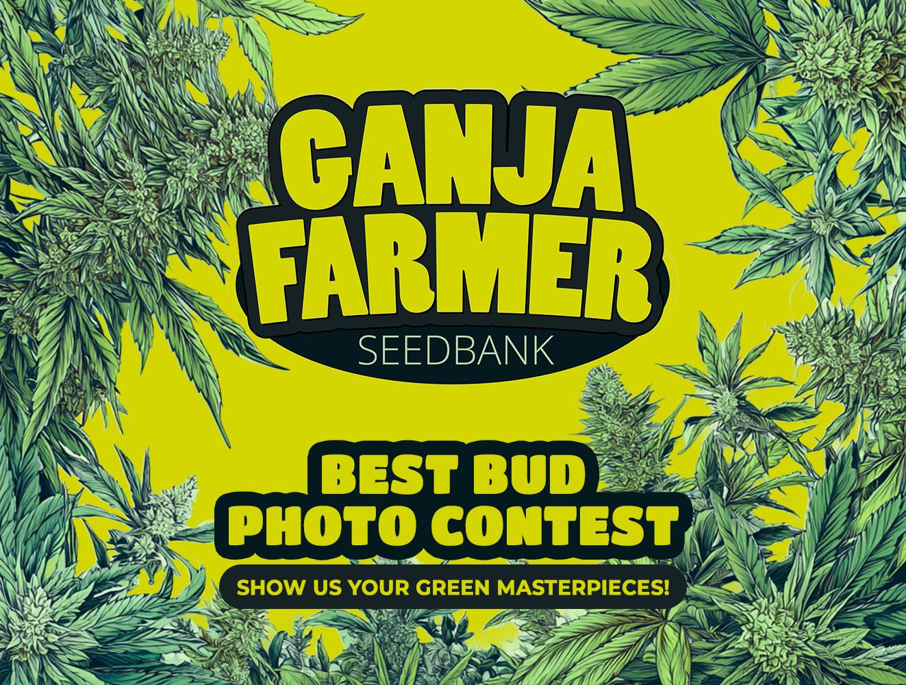 Best Bud photo contest 2026 from Ganja Farmer Seeds