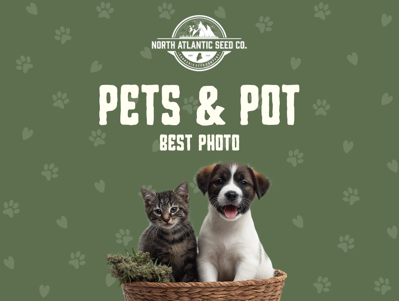 Pet and Pot Contest 2026