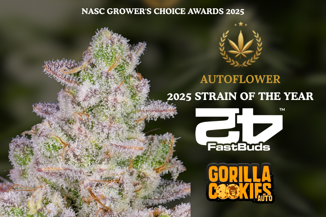Best Strain - Autoflower: