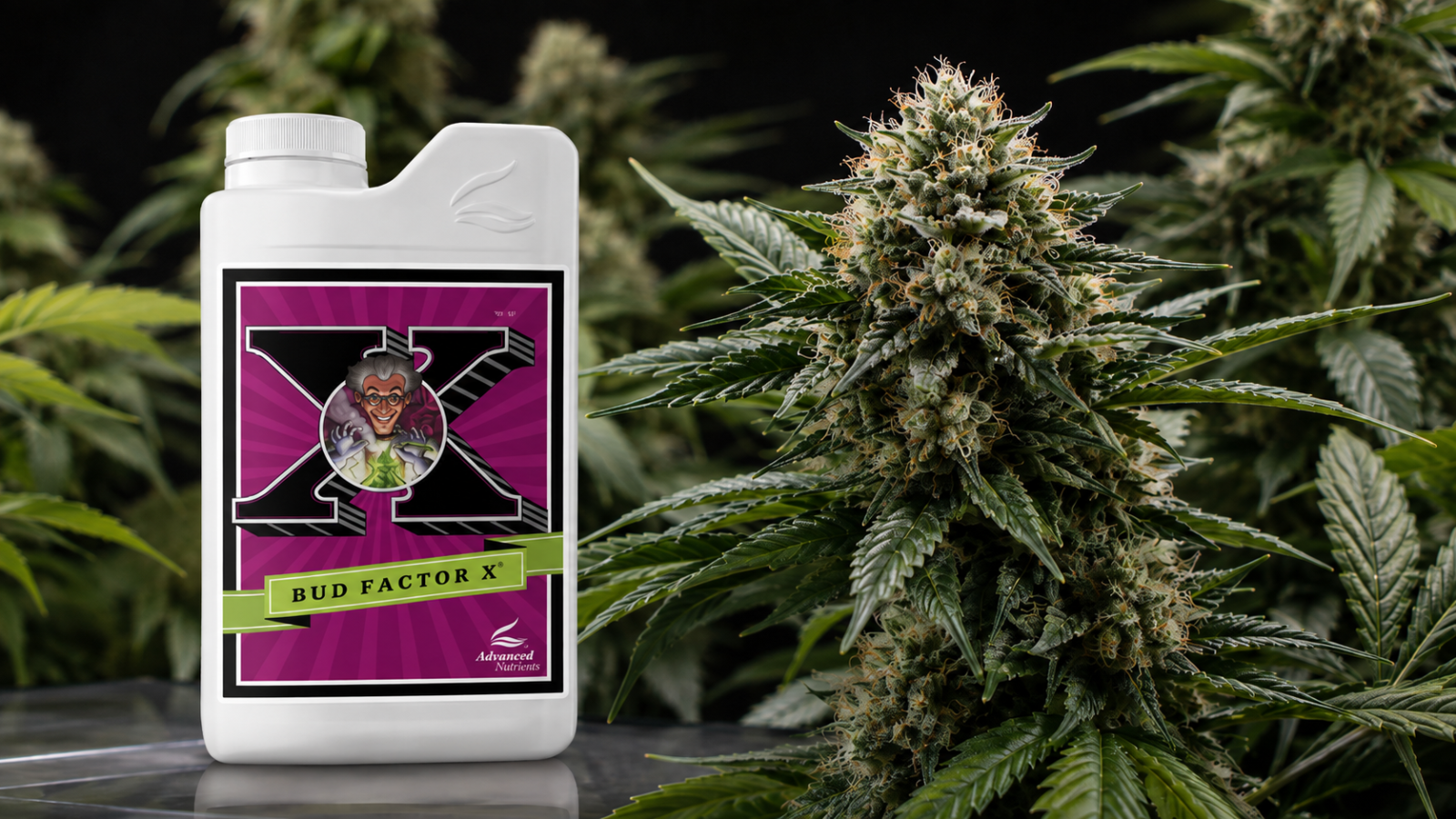Trigger Natural Defenses Early: Building Resin and Terpenes From Veg Onward Trigger Natural Defenses Early: Building Resin and Terpenes From Veg Onward