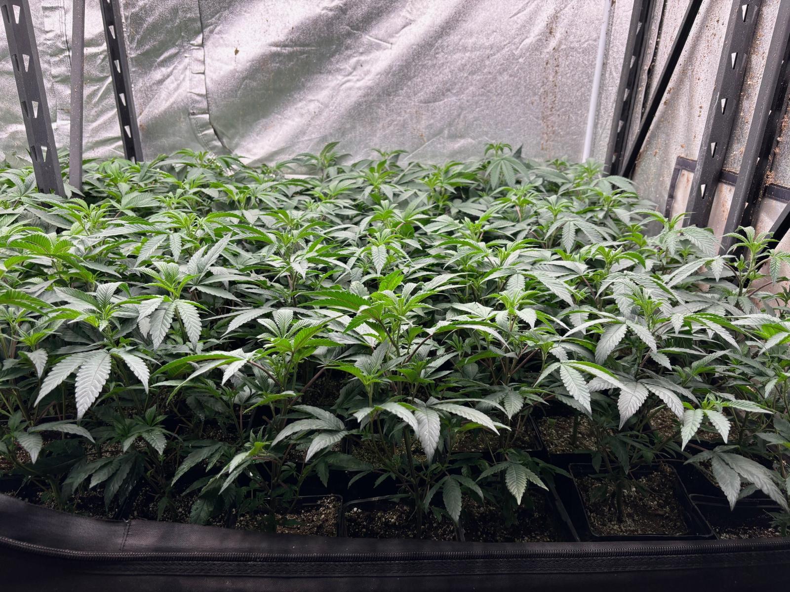 Apple Fritter Autoflower Teen