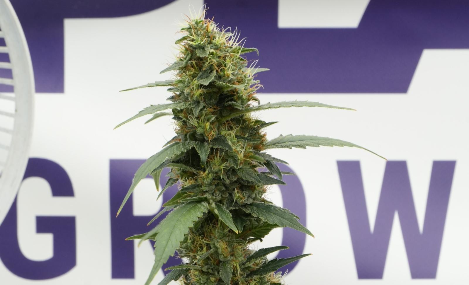 Why Are My Cannabis Buds Not Getting Bigger?