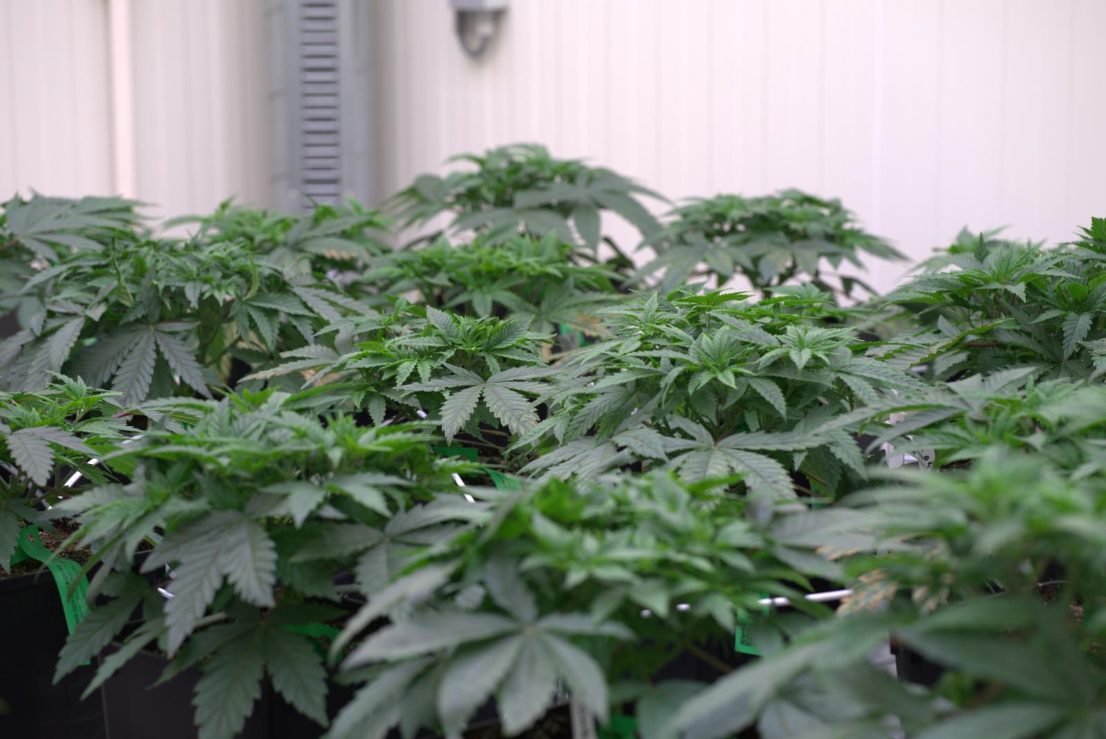 Ideal Temperature Conditions to Maximize Cannabis Yields