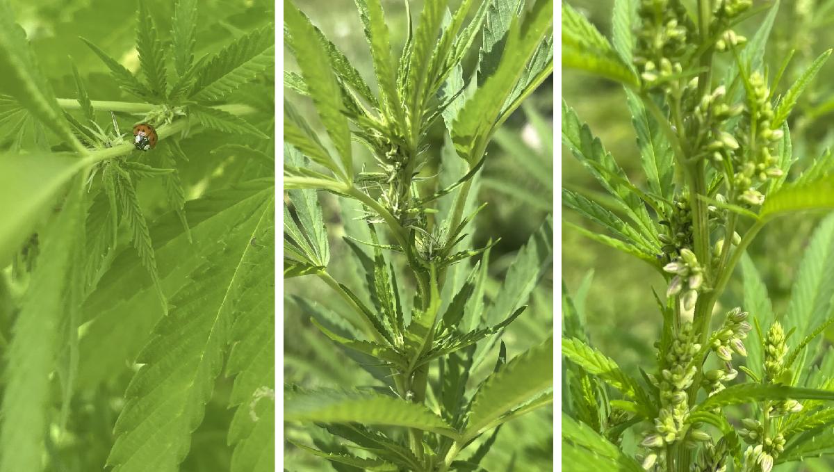Lessons Learned for a Successful Outdoor Harvest