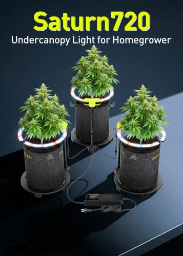 undercanopy light-saturn720