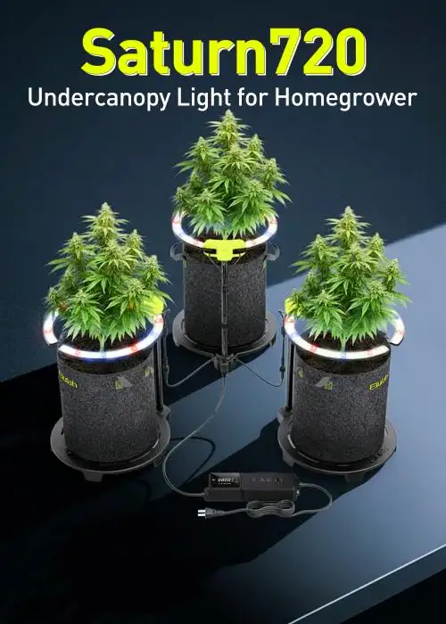 undercanopy light-saturn720