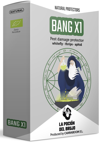 Bang X1