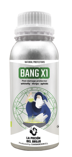 Bang X1
