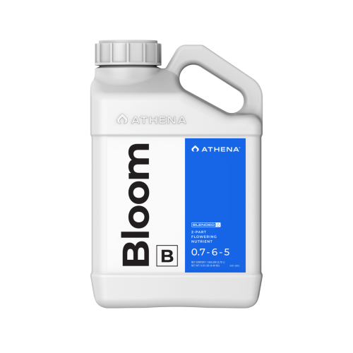 Bloom B