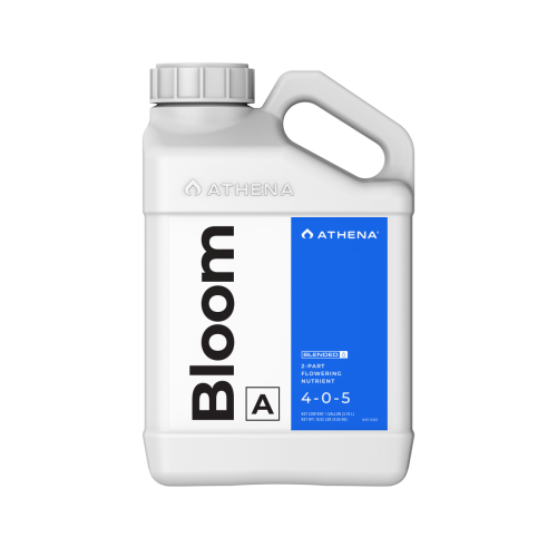 Bloom A