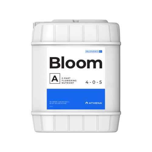 Bloom A