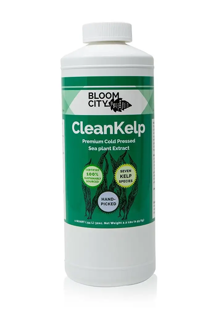 CleanKelp