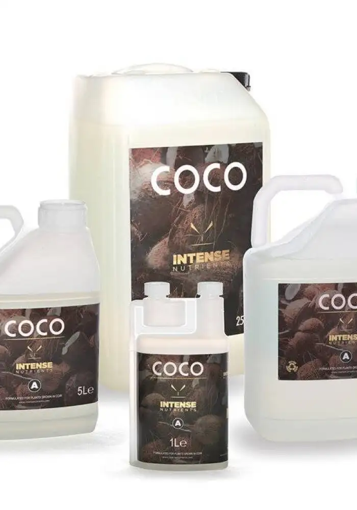 Coco A