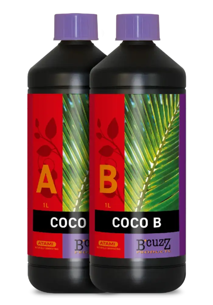 B'cuzz Coco B