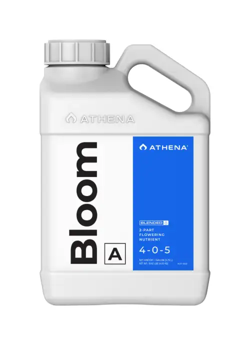 Bloom A - Athena