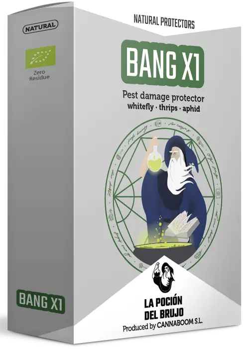 Bang X1