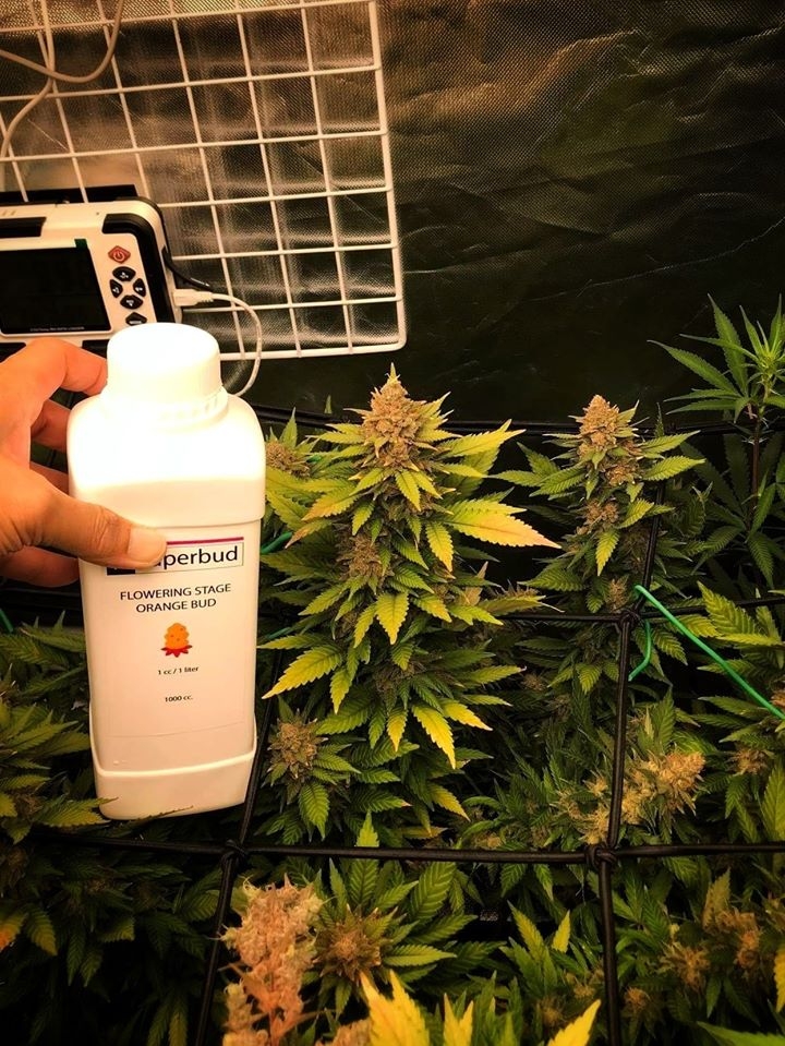Superbud Reborn 1L The Ultimate Weight For Nutrient Farm Flora super bud reborn 1L