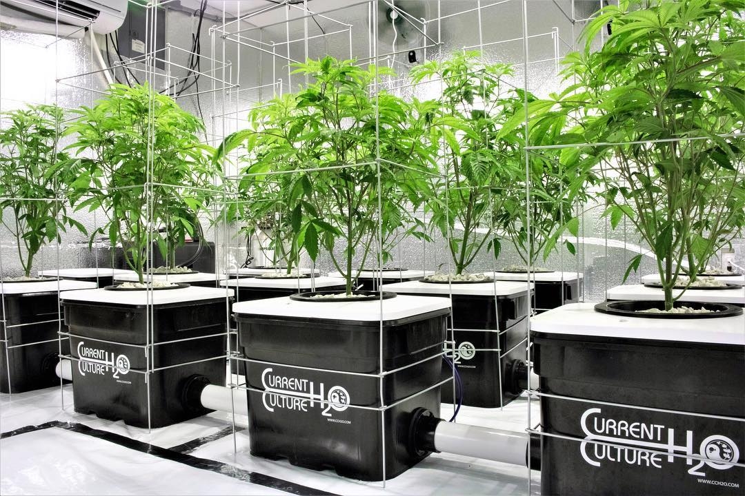 Current Culture H2O nutrient producer info - GrowDiaries