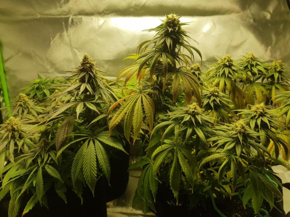 TFTC: The Experiment. Week 14