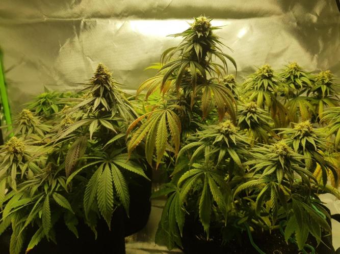 Candy Rain. Week 14