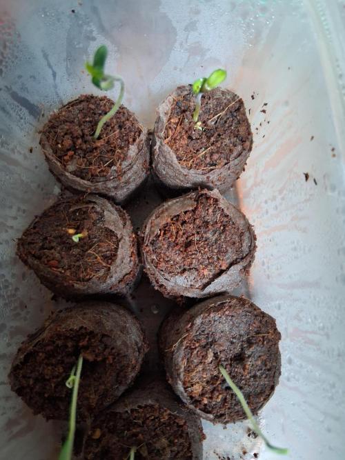 A Double Dutch Rudder Affair. Week 0 - Some are tomato plants.
