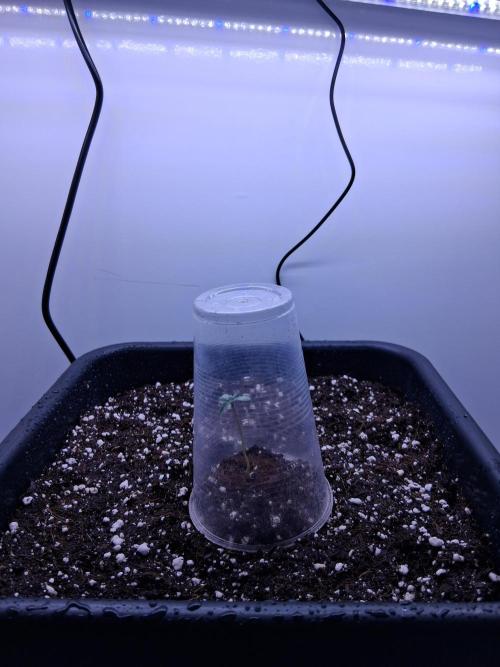 Closet Cosmos F1 CBD RQS... Stars!. Week 0