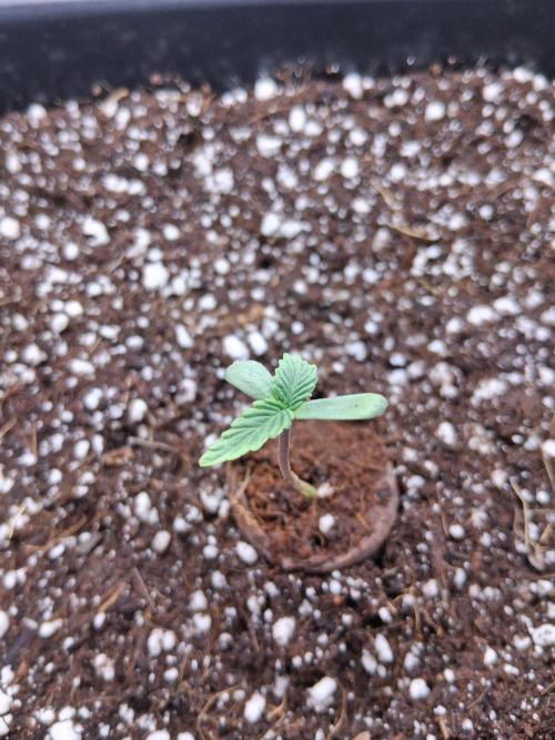 Closet Cosmos F1 CBD RQS... Stars!. Week 1