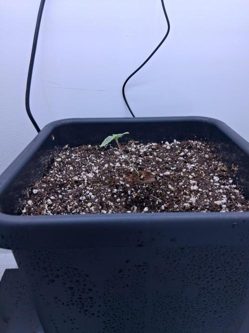 Closet Cosmos F1 CBD RQS... Stars!. Week 1