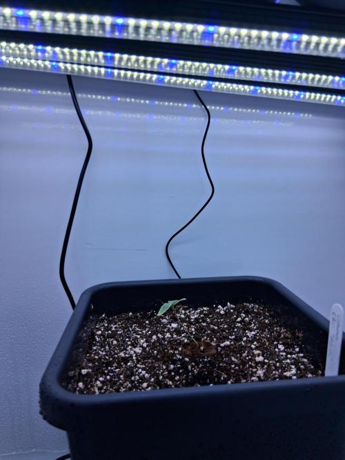 Closet Cosmos F1 CBD RQS... Stars!. Week 1