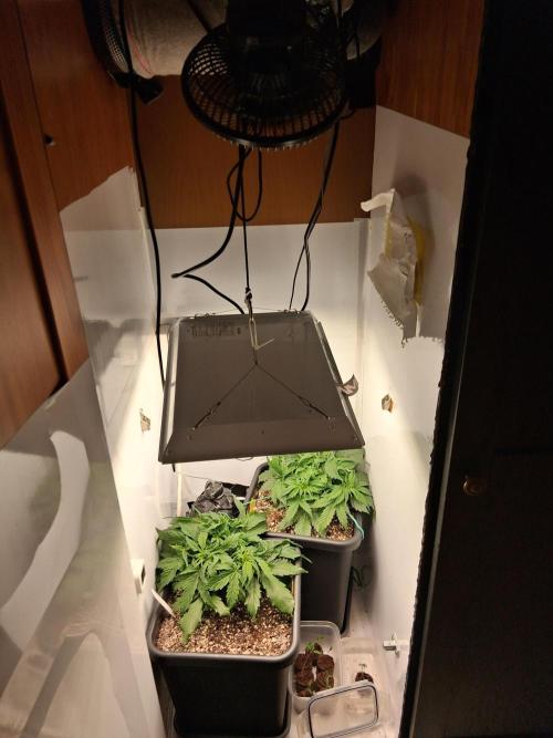 Auto Glueberry O.G. . Week 4