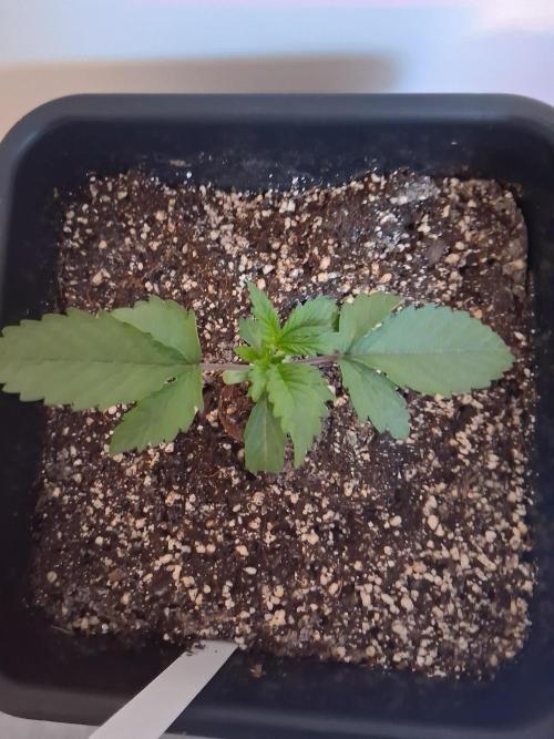 Closet Cosmos F1 CBD RQS... Stars!. Week 2
