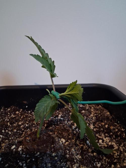 Closet Cosmos F1 CBD RQS... Stars!. Week 2
