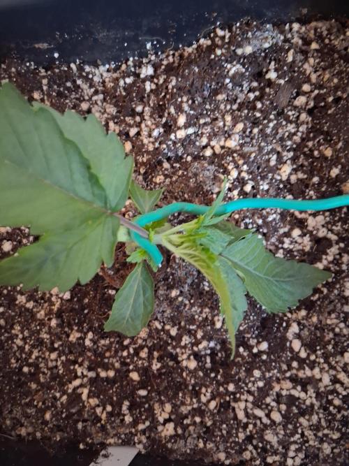 Closet Cosmos F1 CBD RQS... Stars!. Week 2