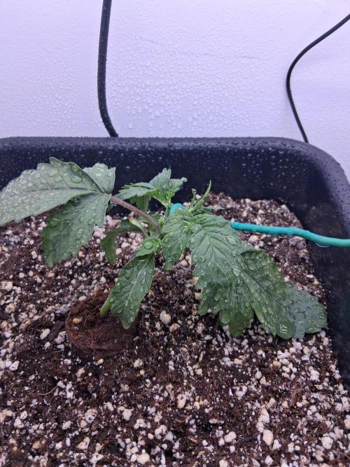 Closet Cosmos F1 CBD RQS... Stars!. Week 2