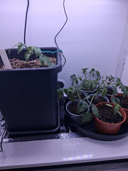 Closet Cosmos F1 CBD RQS... Stars!. Week 2 - Just some random tomato plants