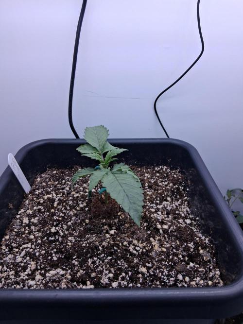Closet Cosmos F1 CBD RQS... Stars!. Week 2